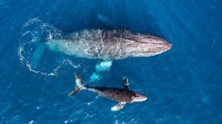 Whale が Binance から PEPE で 2,000 万ドル以上を移動、何かニュースはありますか?