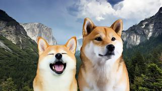 Dog-Themed Coins Drive Memecoin Surge