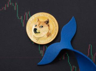 DOGE Meme Dog Kabosu 去世后，狗狗币鲸鱼消失