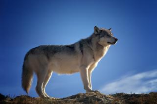 LandWolf 価格予測: WOLF は 5% 急騰、専門家はこの放物線状のプレセールが今買うのに最適な仮想通貨になる可能性があると言う