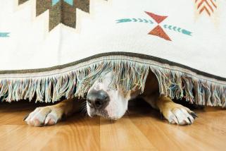 Dogwifhat (WIF) 即将倒闭吗？鲸鱼出走价格暴跌 15%
