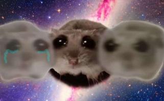 Is It Too Late To Buy HAMMY? Sad Hamster Price Soars 50%, And This Might Be The Next Crypto To Explode