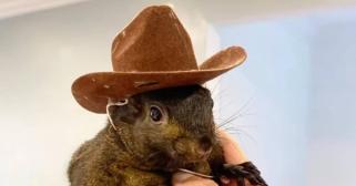Peanut Price Prediction: PNUT Surges 2,585% As Elon Musk Condemns Peanut The Squirrel’s Euthanization, While This Rival Meme Coin ICO Goes P...
