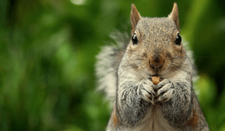 Peanut The Squirrel Price Prediction: PNUT Climbs 3% As This Pepe Derivative ICO Goes Ballistic – Best Crypto To Buy Now?